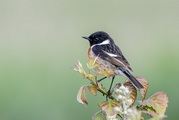 Mark Watson - Stonechat